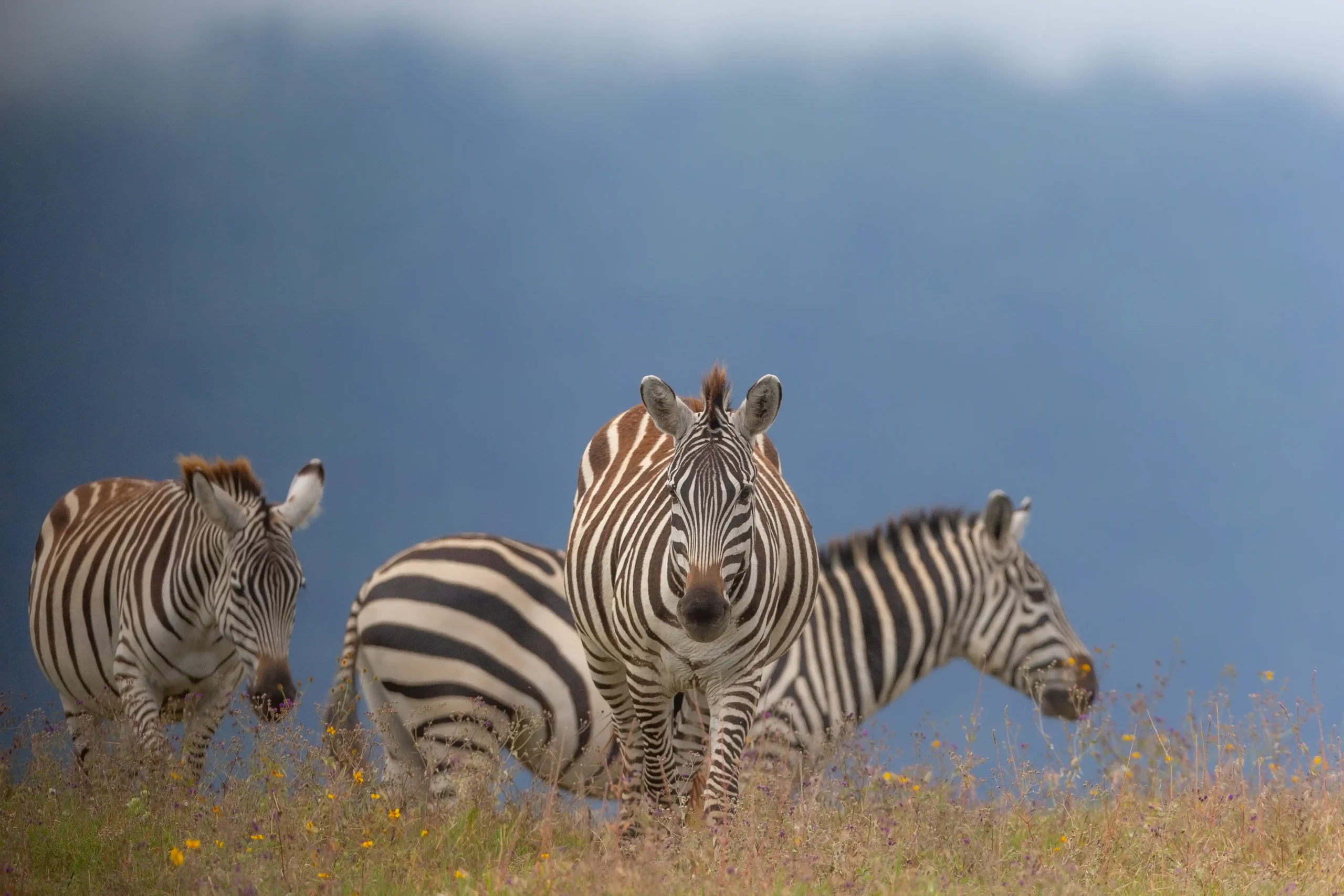 africa nature and wildlife (7)