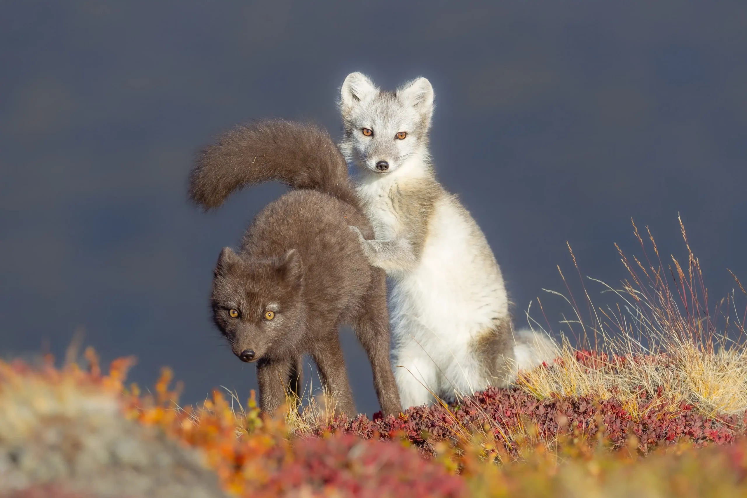 wildlife (14)