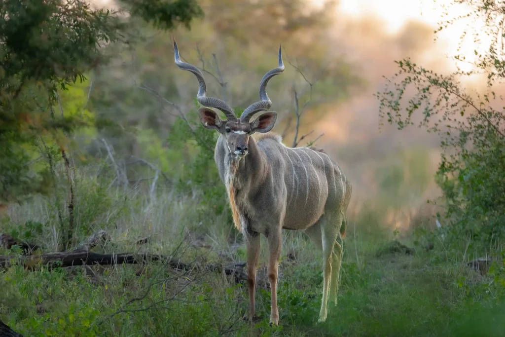 wildlife (5)